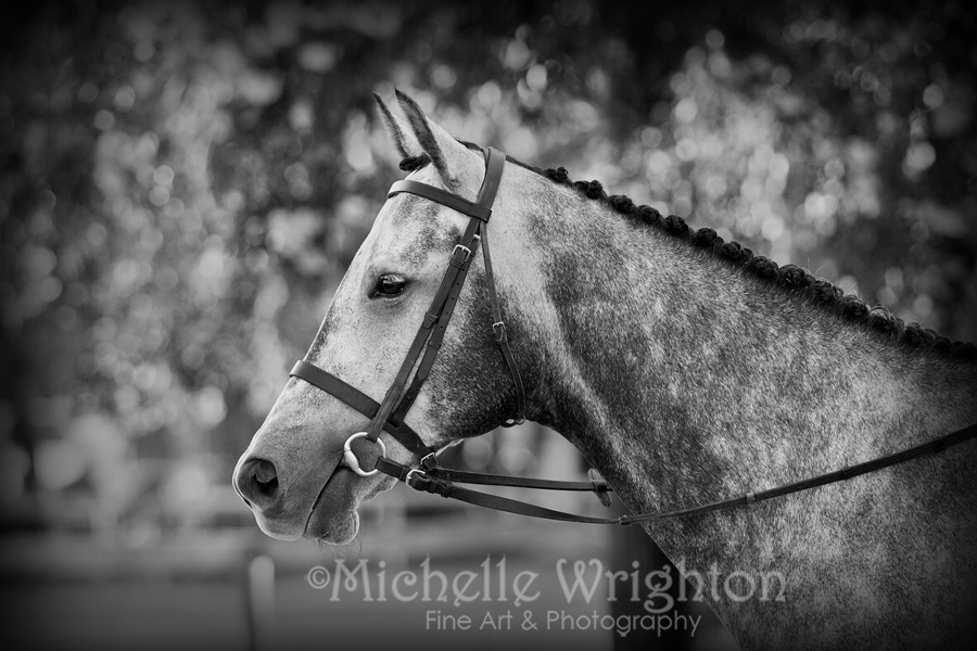 Elegant Grey Show Horse in Black and White