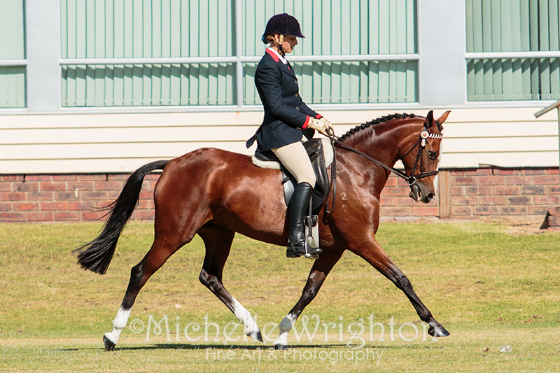 Warren Agricultural Show 2016 Equestrian Event - Dressage - Horse photography Michelle Wrighton