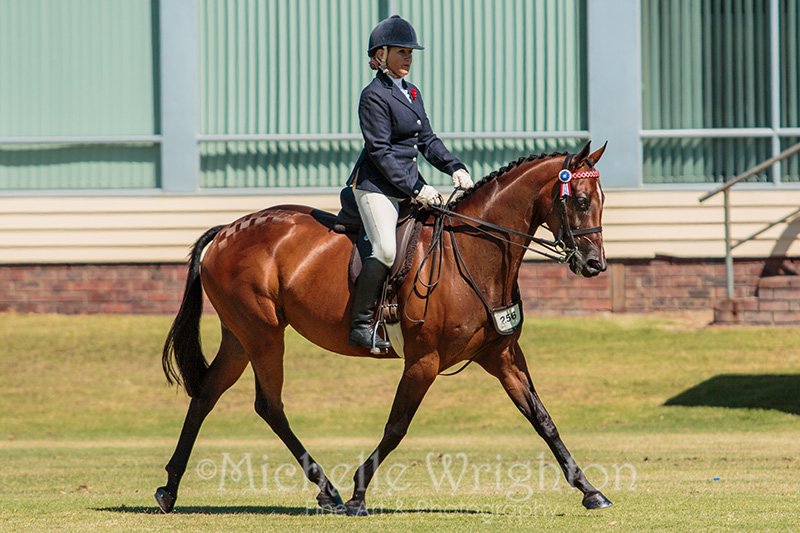 Warren Agricultural Show 2016 Equestrian Event - Dressage - Horse photography Michelle Wrighton