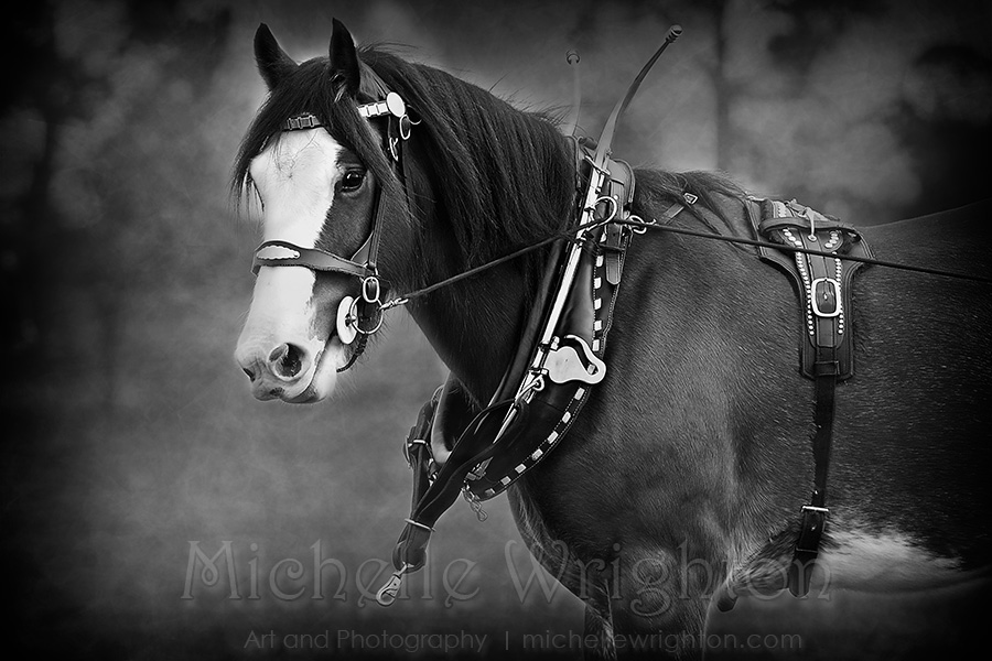Days Gone By in black and white. A photograph of a young Clydesdale horse in harness