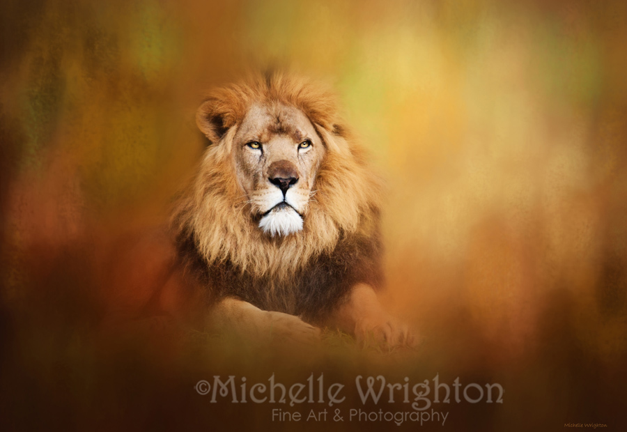 Lion - Cecil Tribute - Pride of Africa I