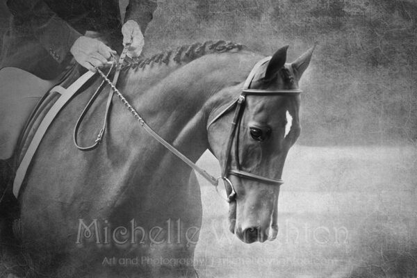 Softly, dressage horse photography in elegant black and white