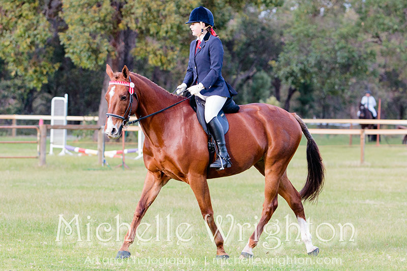 Bunbury Showhorse Equine photography Michelle Wrighton