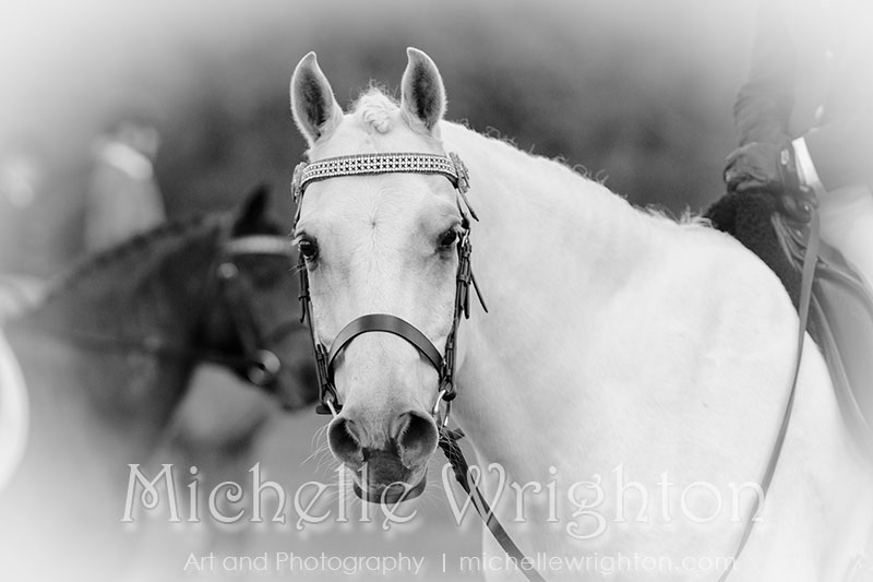 Bunbury ShowhorseEquine photography Michelle Wrighton horse photography