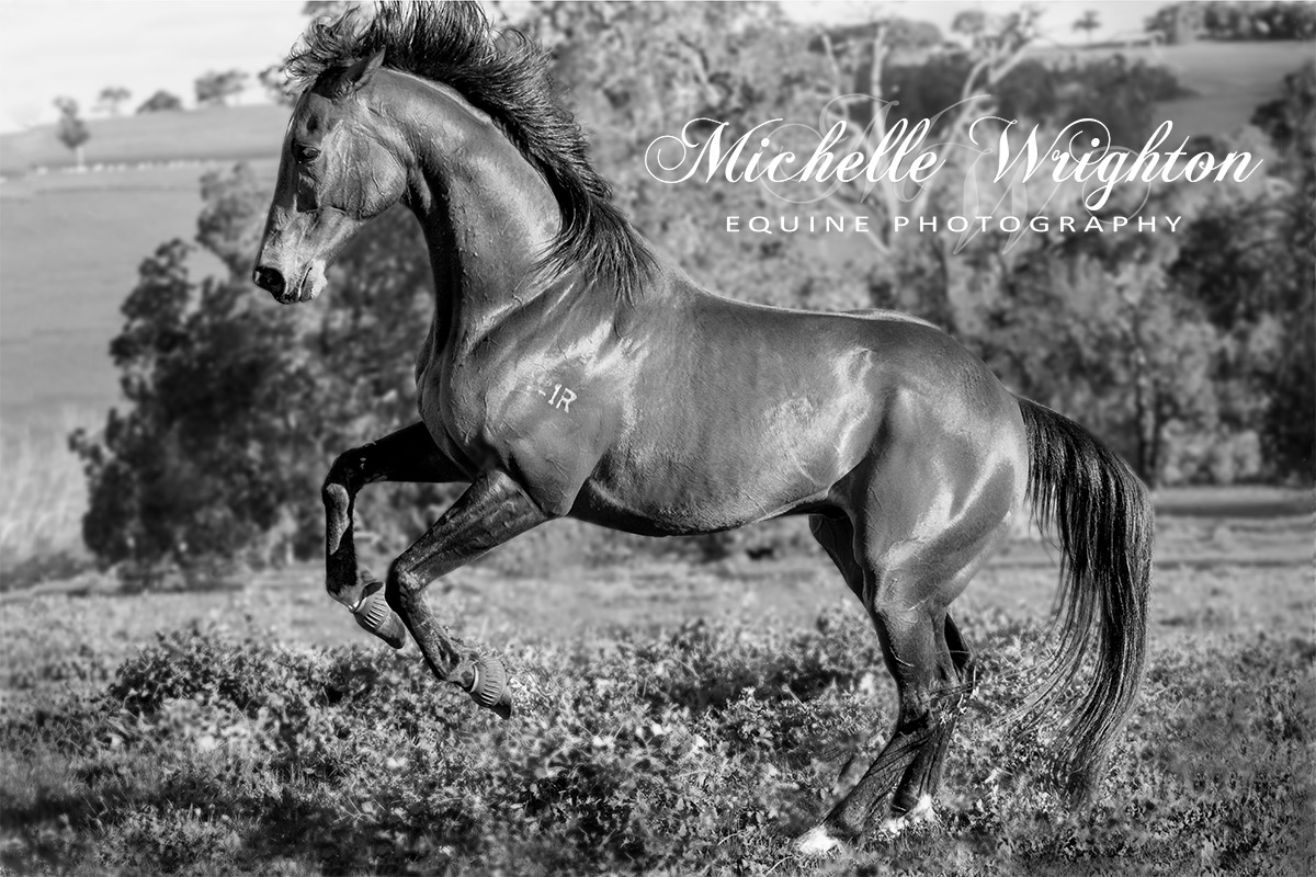 Michelle Wrighton Photography - horse photography