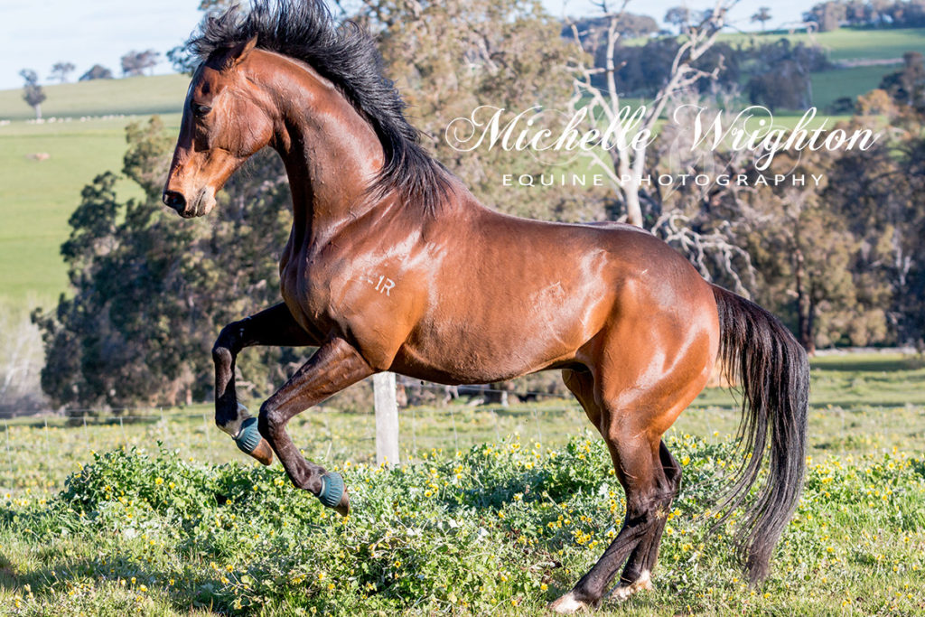 Michelle Wrighton Photography horse photography