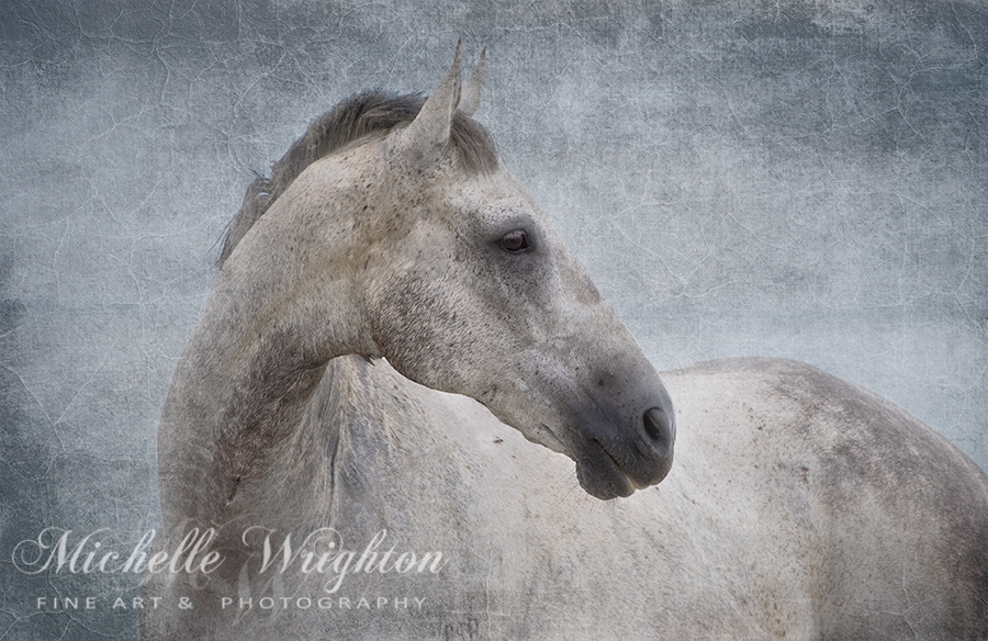 Grey Horse portrait textured background