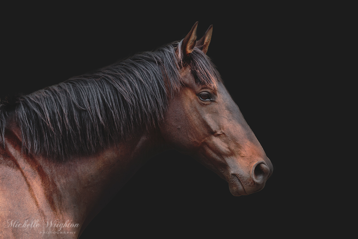 Michelle Wrighton Equine Photography - Black background artistic edit