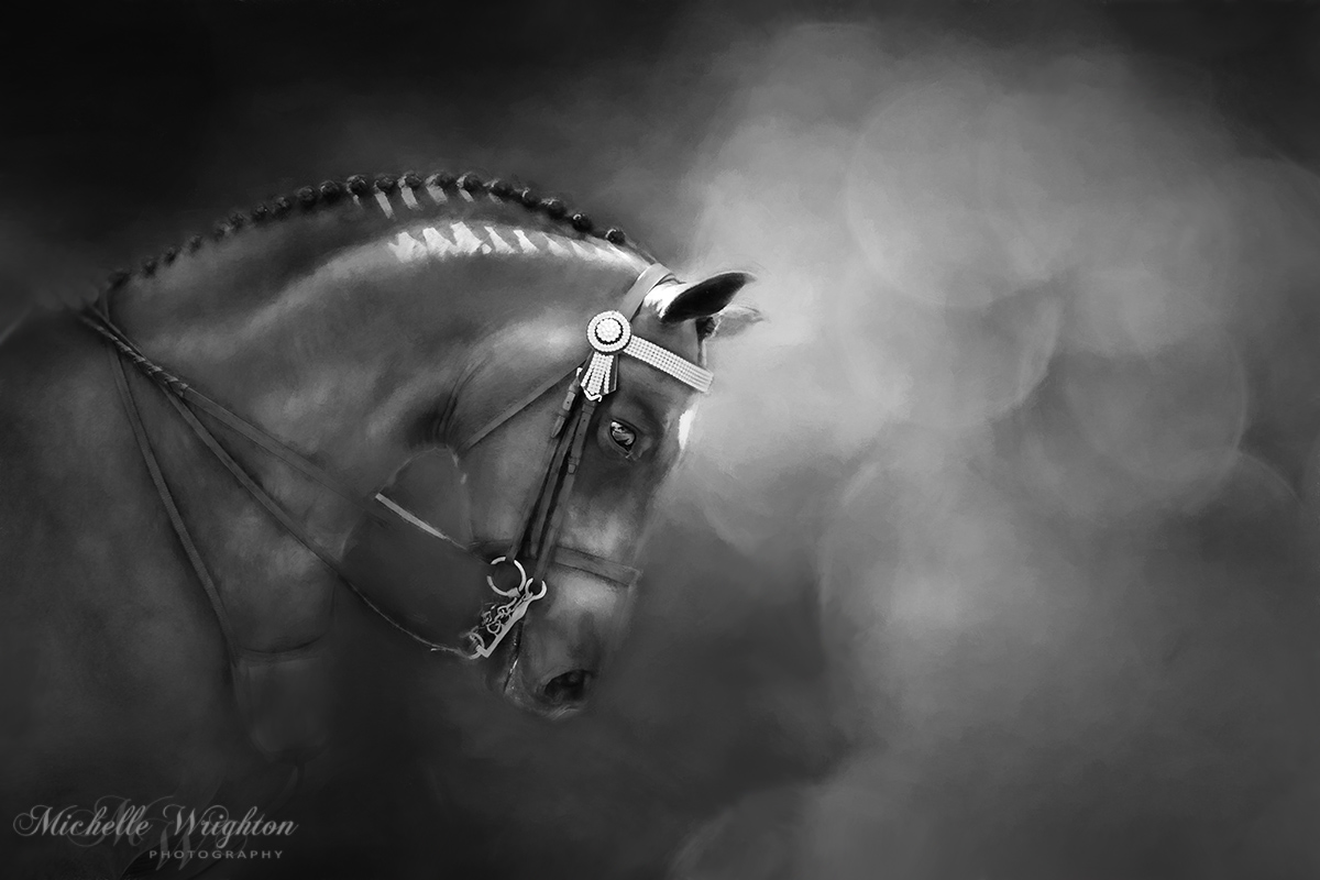 Shadows and Light Fine Art Horse photography