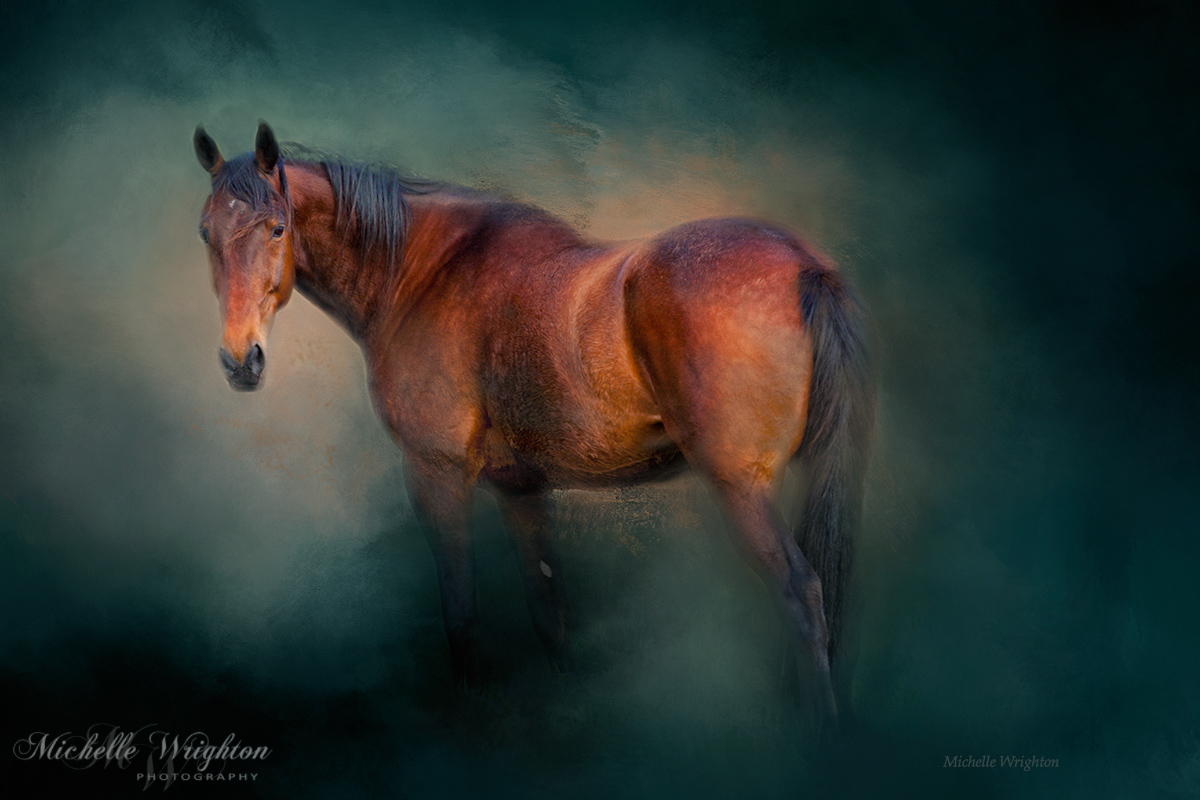 Bay horse portrait photography Looking Back artistic edit