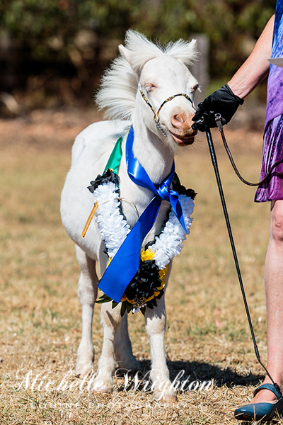 AMR South West Championship Show Miniature Horse