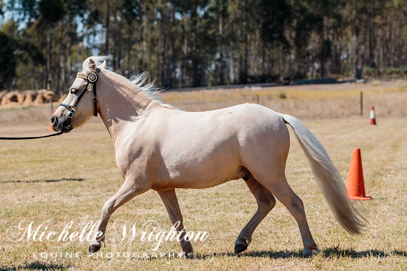 AMR South West Championship Show Miniature Horse