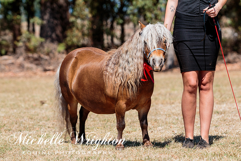 AMR South West Championship Show Miniature Horse