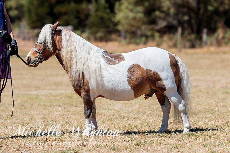 AMR South West Championship Show Miniature Horse