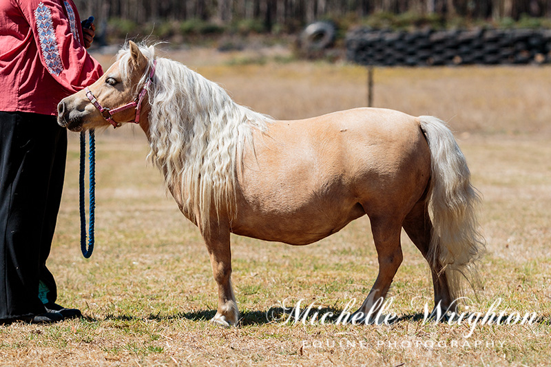 AMR South West Championship Show Miniature Horse