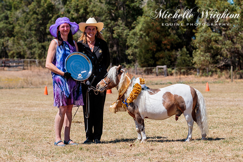 AMR South West Championship Show Miniature Horse