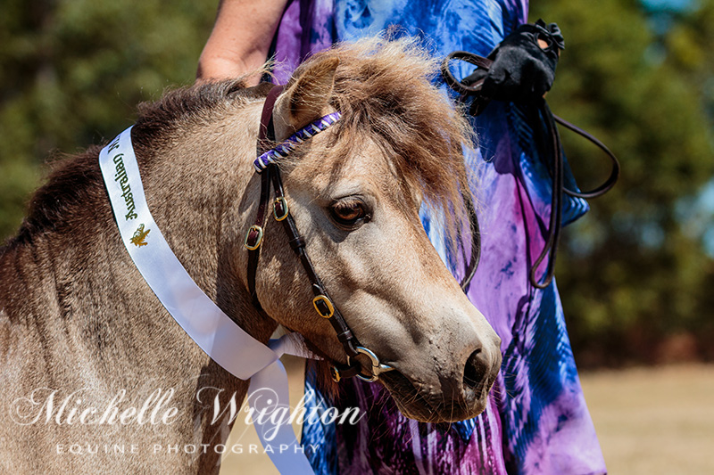 AMR South West Championship Show Miniature Horse