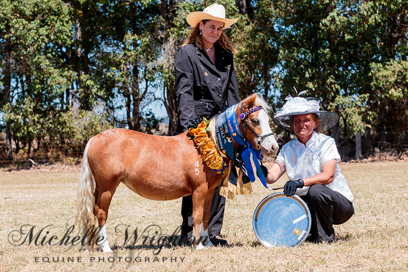 AMR South West Championship Show Miniature Horse