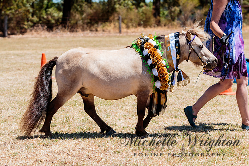 AMR South West Championship Show Miniature Horse