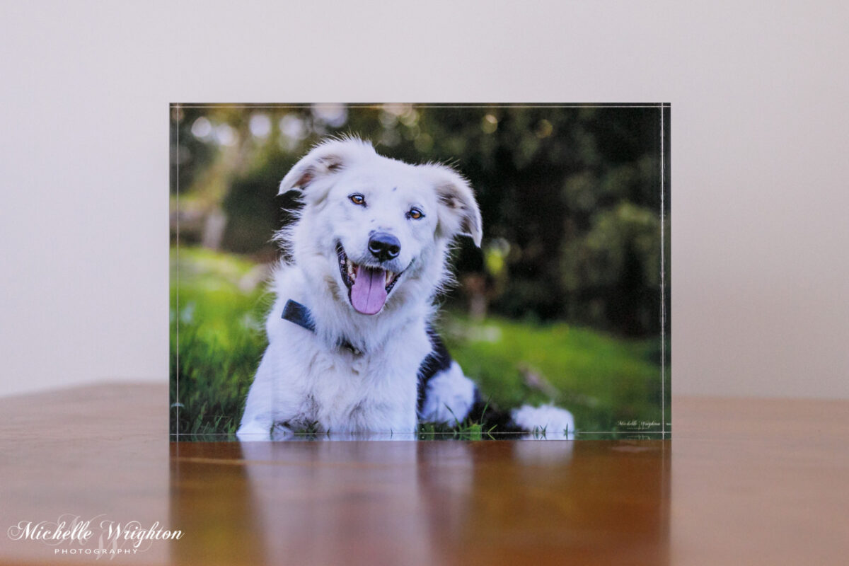 Pet Dog Portrait Photography acrylic block