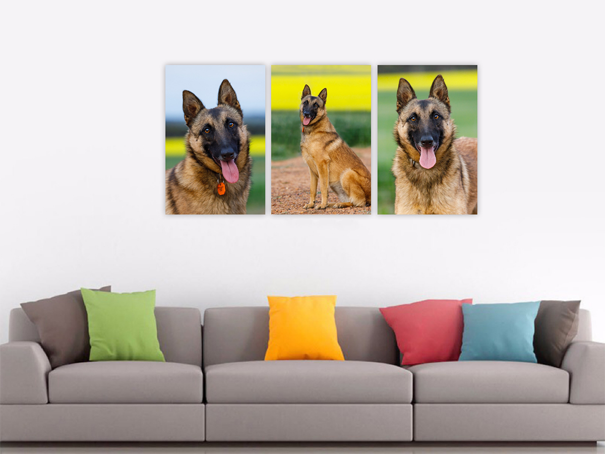 Belgian Shepherd pet portrait Photography Canvas Wall Art