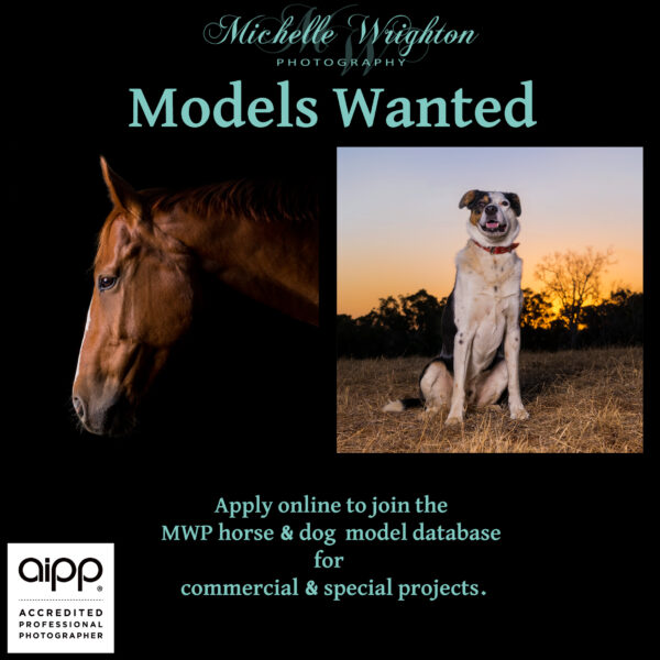 Wanted, Horse and Dog Photography Model Database - Western Australia