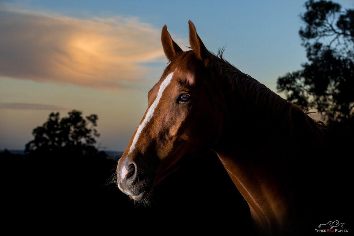 Horse photo in outdoor studio - horse photography dramatic sky lighting