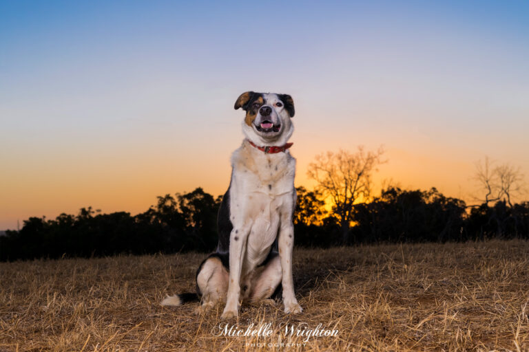 Dog photograph outdoor studio light with colourful sunset