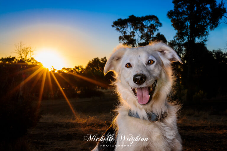 Zeke Border Collie Lighting - outdoor studio lighting photographer