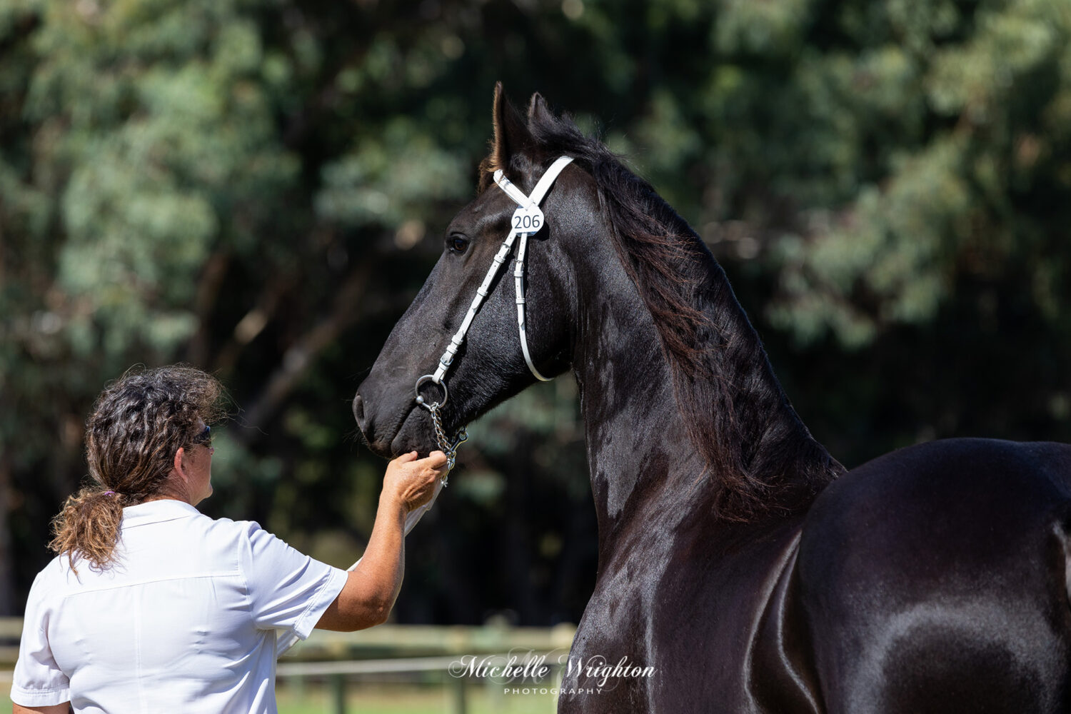 Friesian gelding Perez Hil