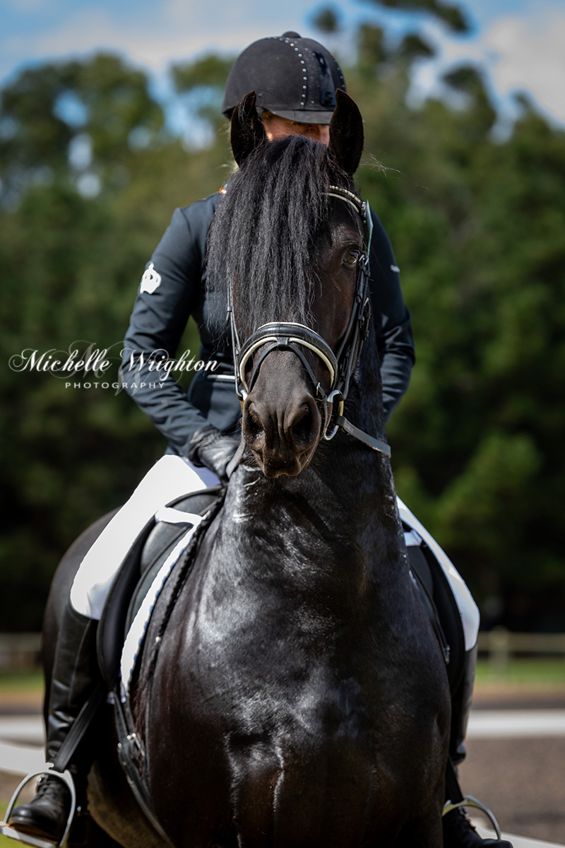 Friesian horse photograph Maserati IBOP