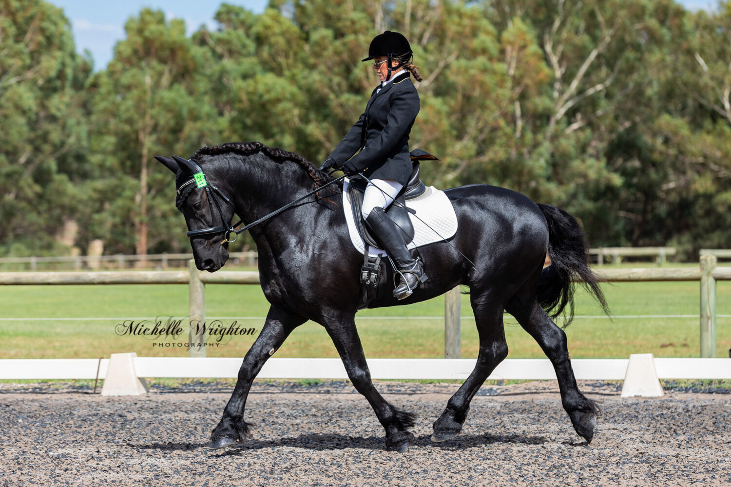 Tzar Friesian stallion IBOP at the WA 2019 Keuring