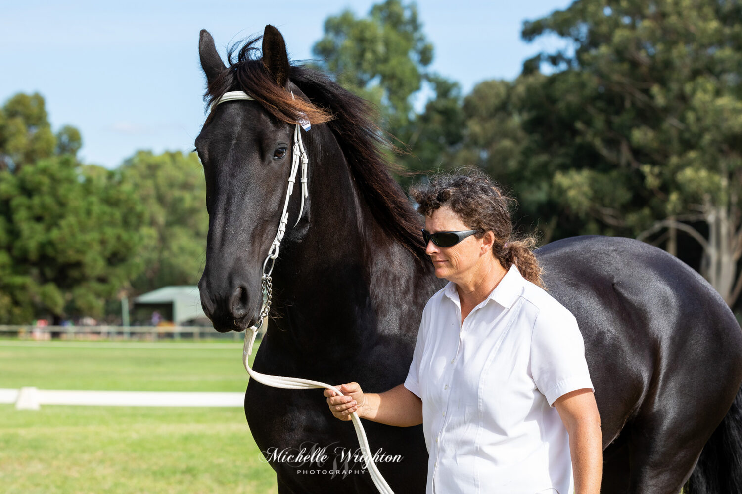 Friesian gelding Perez Hil FS