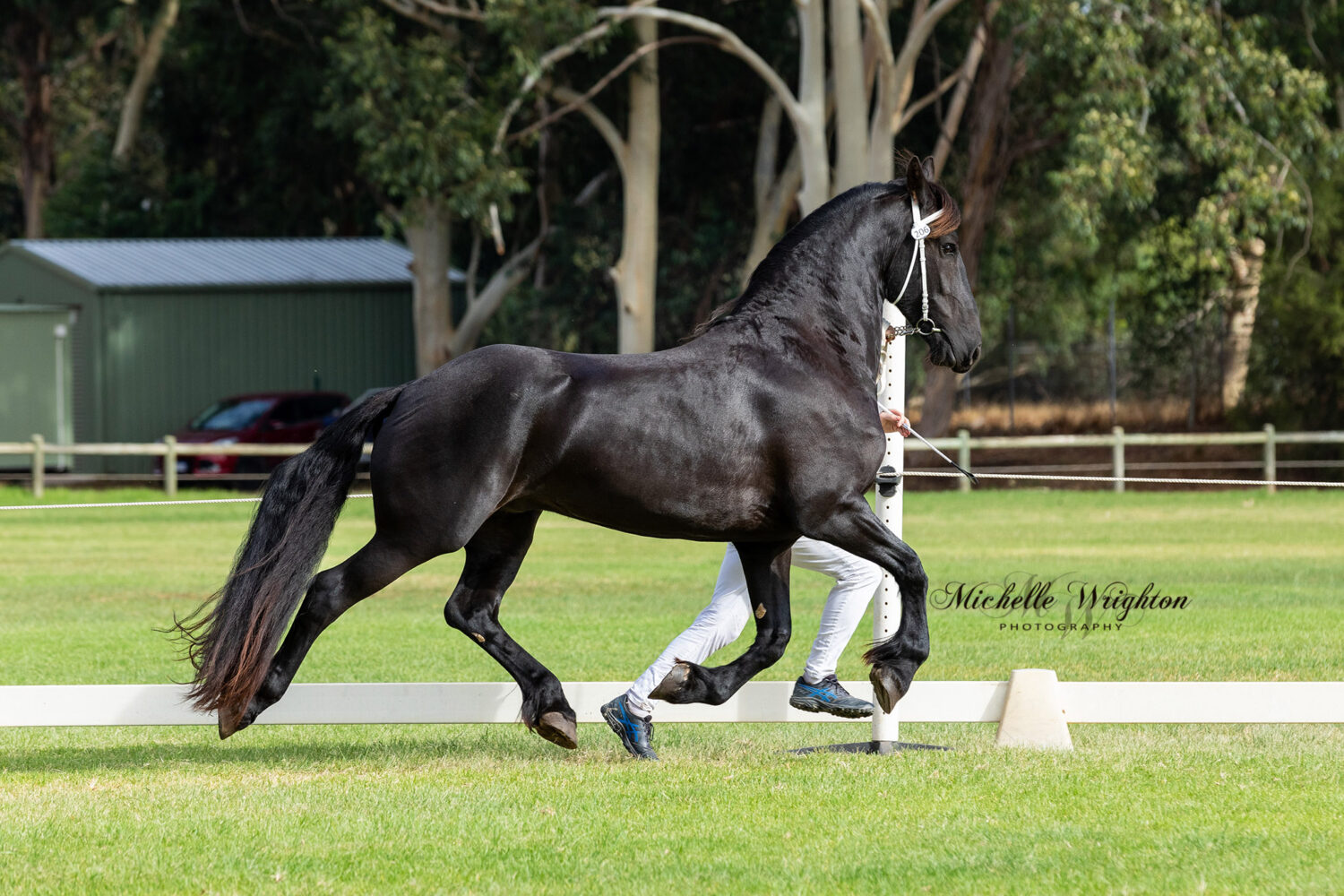 Friesian gelding Perez Hil FS