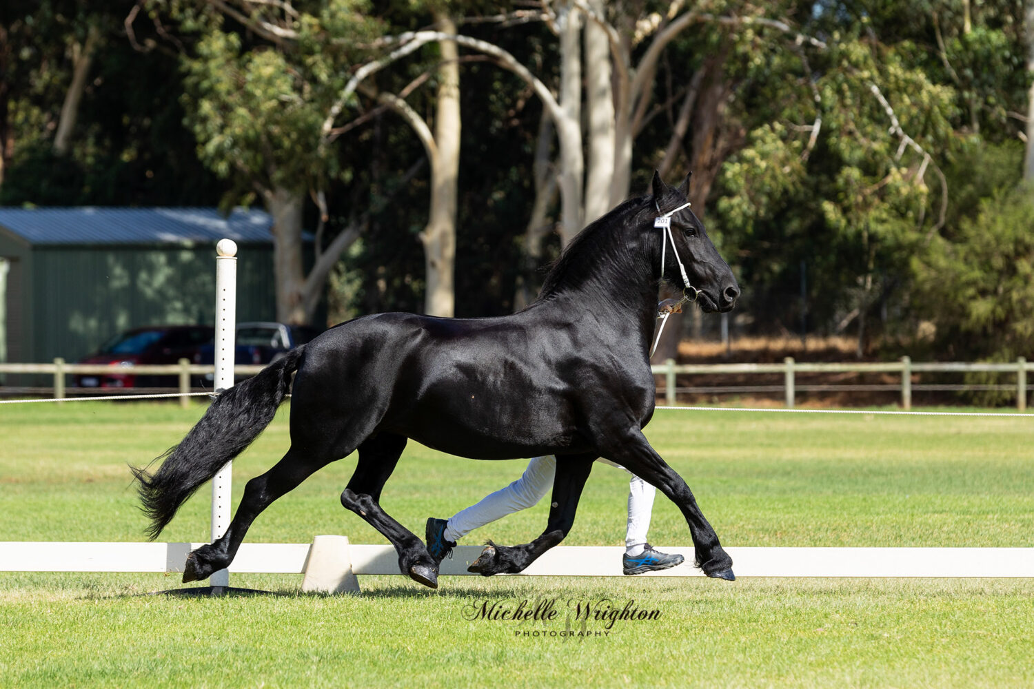 Friesian mare Inca KP WA Keuring