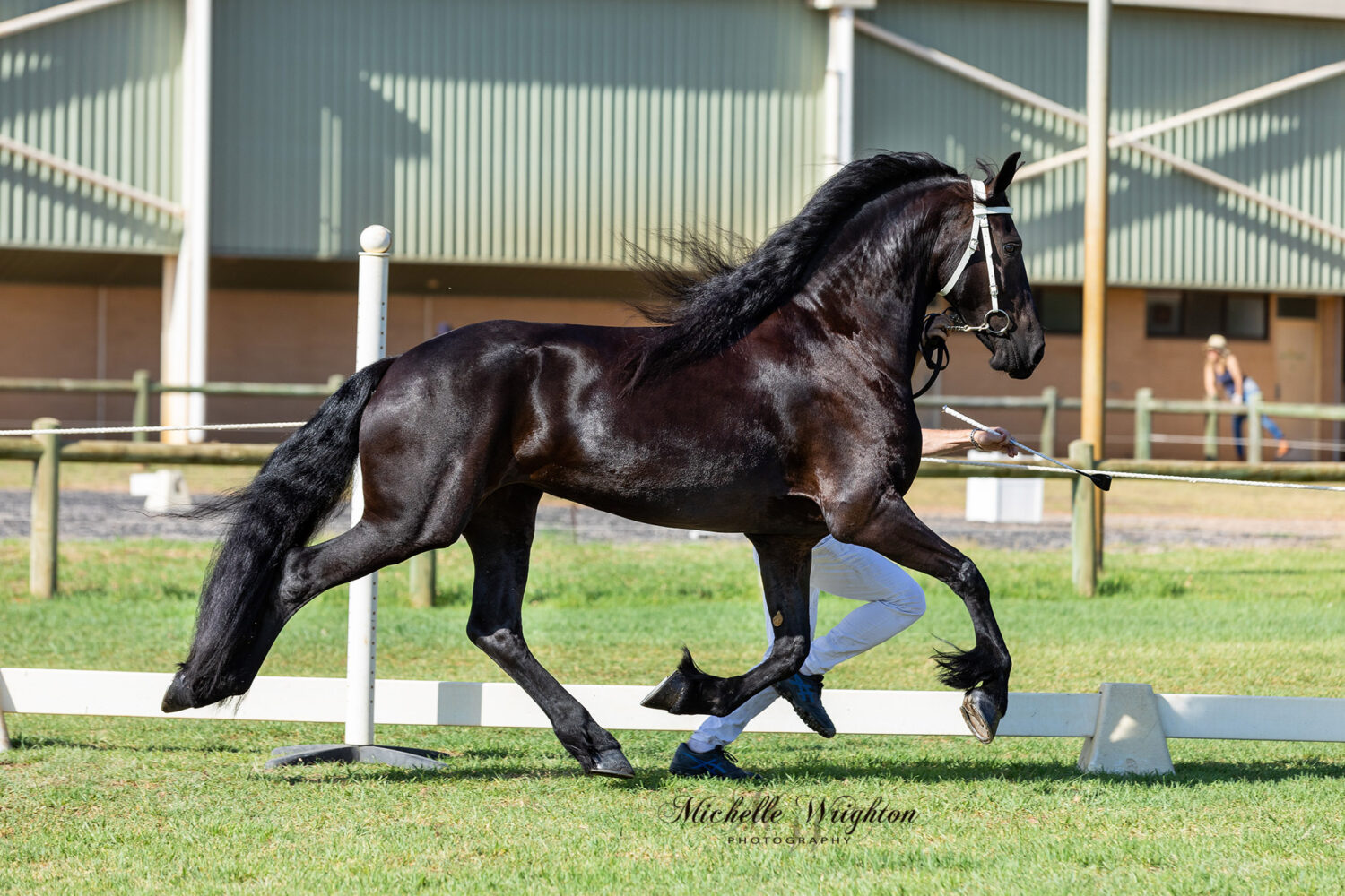 Friesian mare So Special KP at the WA 2019 Keuring