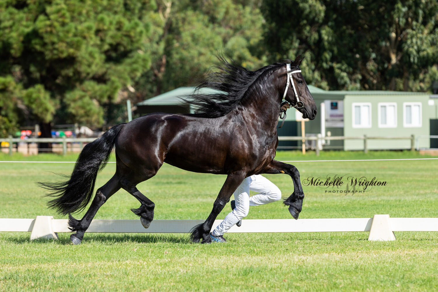 Kendal Park Friesian mare So Special KP at the WA 2019 Keuring