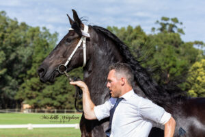 Friesian mare So Special KP at the WA 2019 Keuring