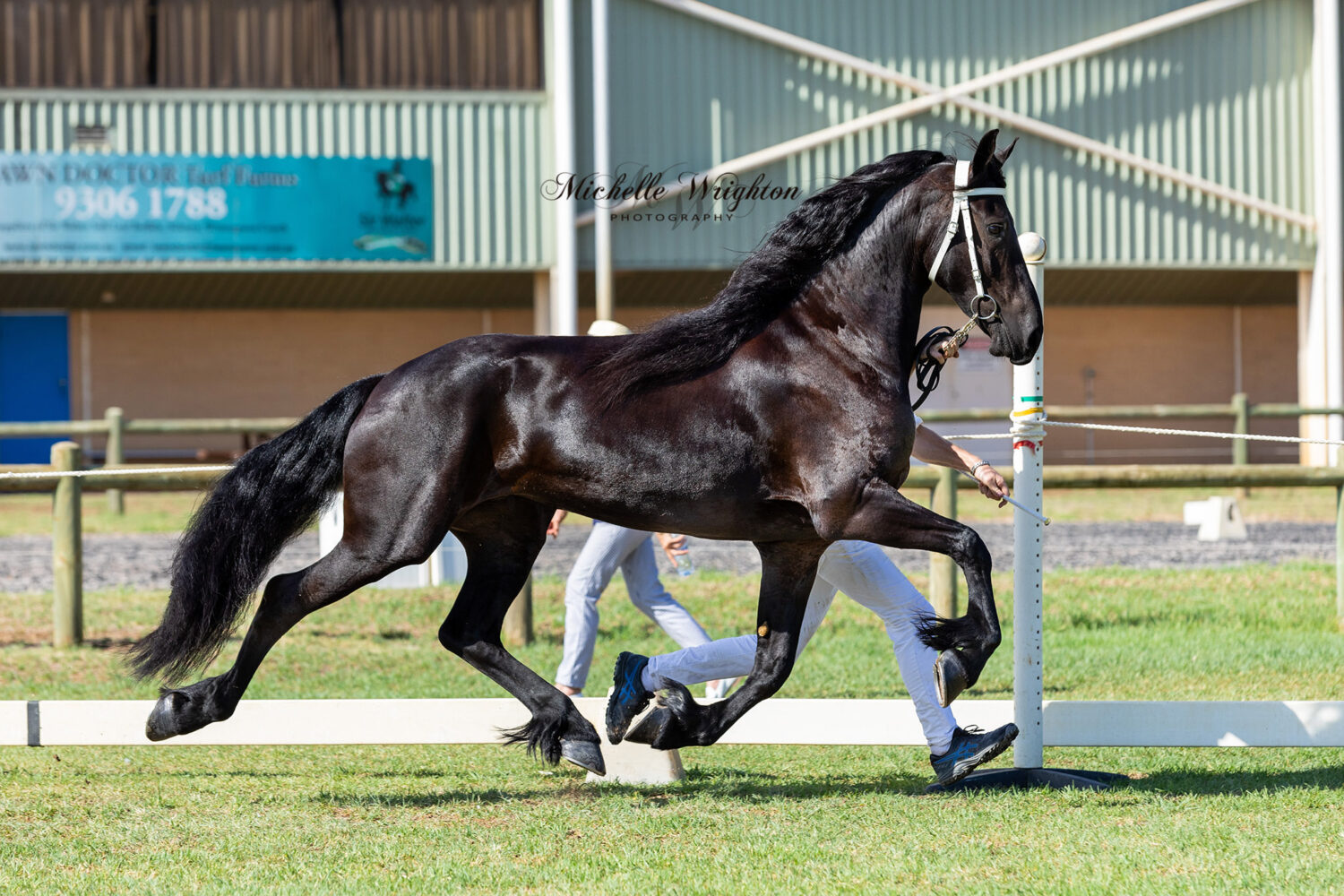 Friesian mare So Special KP at the WA 2019 Keuring