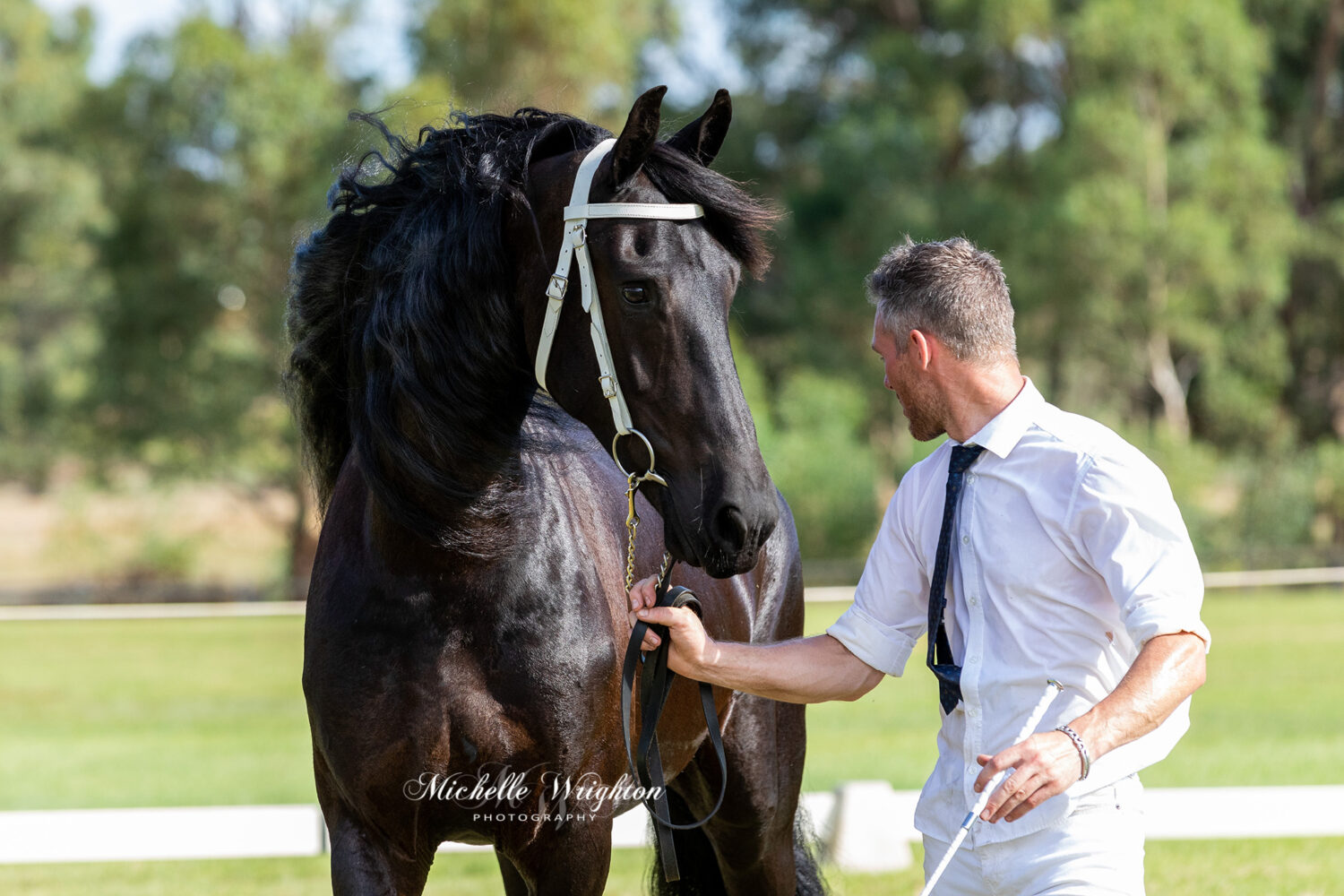 Friesian mare So Special KP at the WA 2019 Keuring