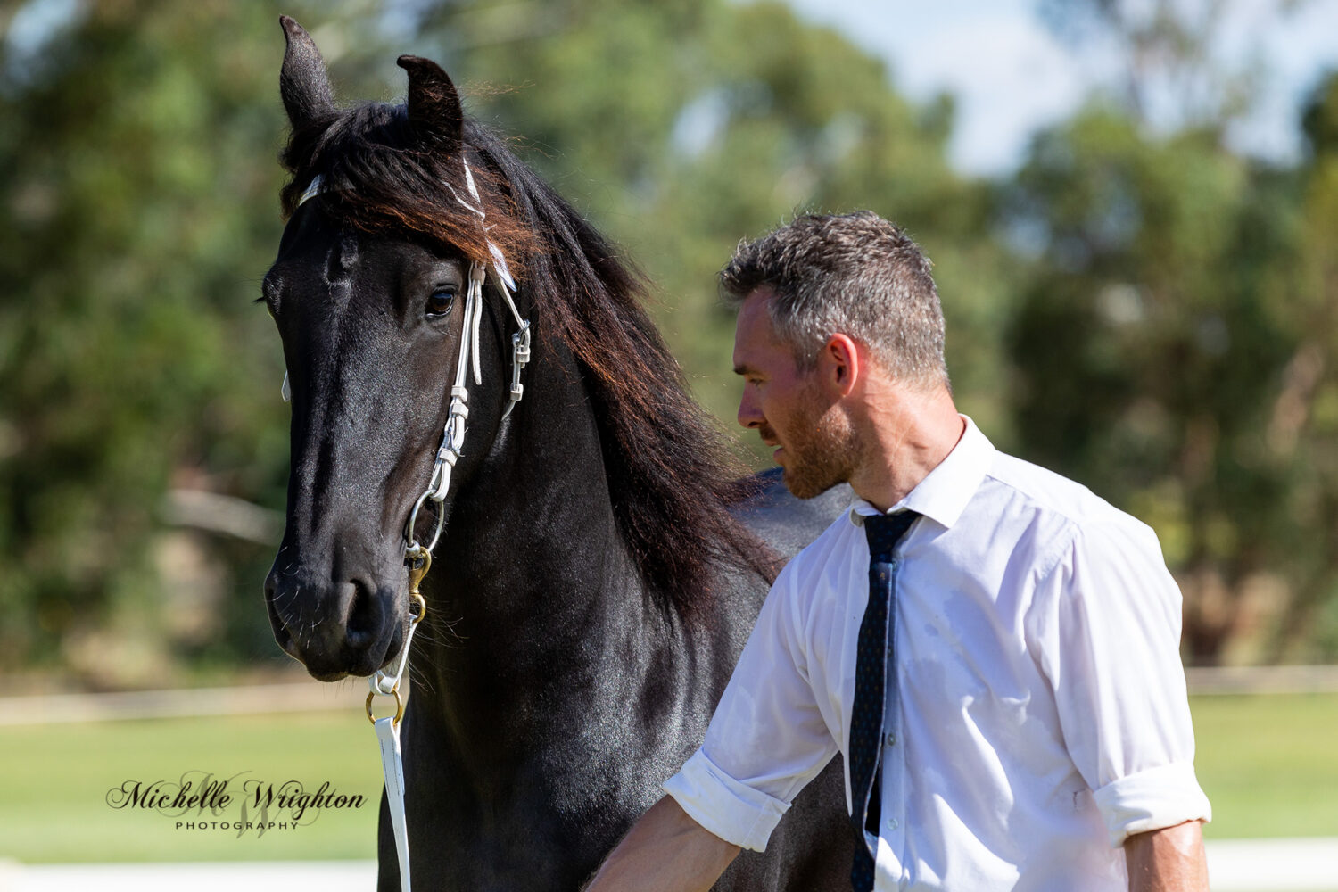 Friesian mare Zaqaria at the WA 2019 Keuring