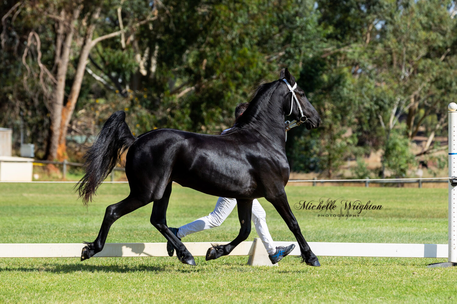 Friesian mare Zaqaria at the WA 2019 Keuring