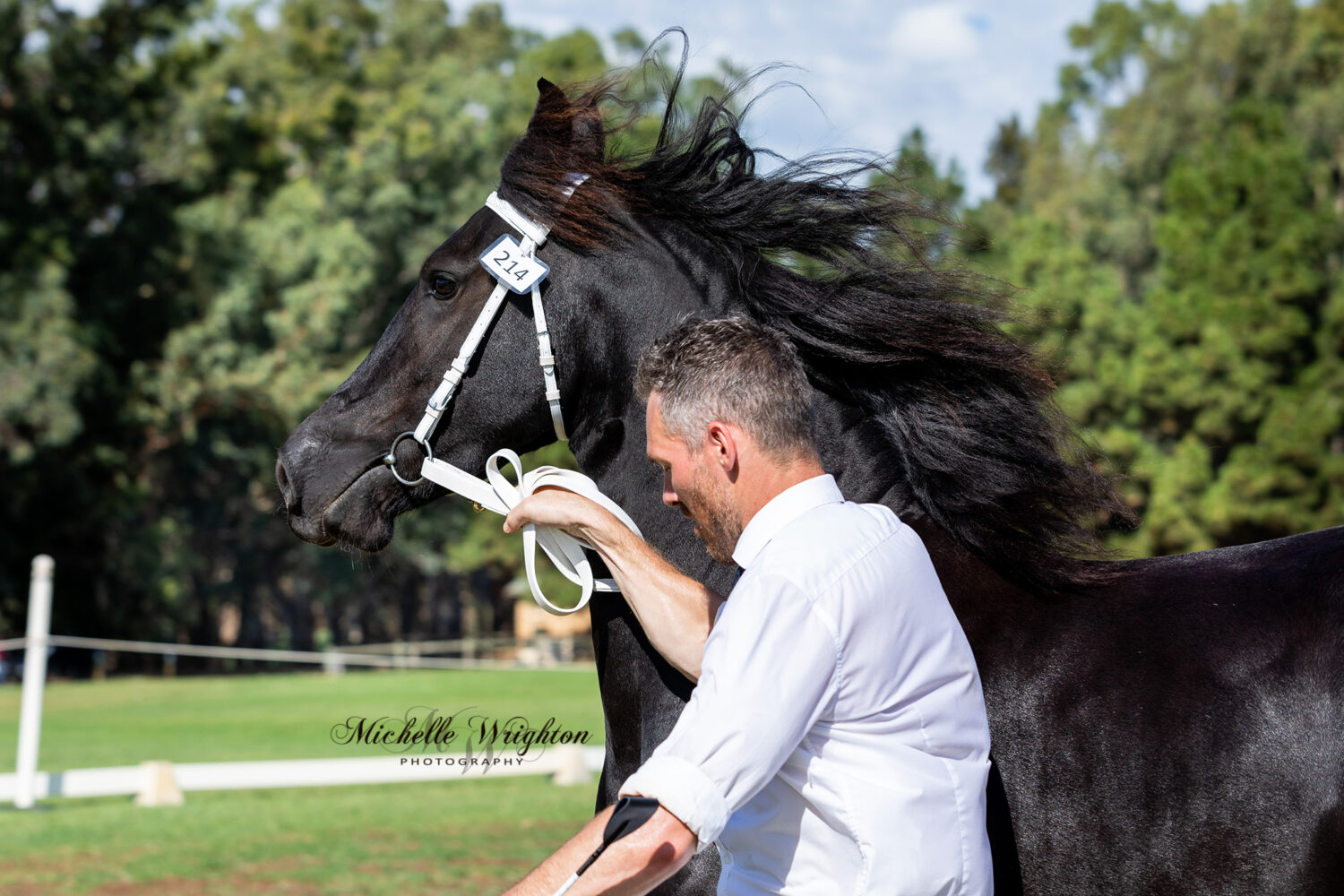 Friesian mare Zaqaria at the WA 2019 Keuring