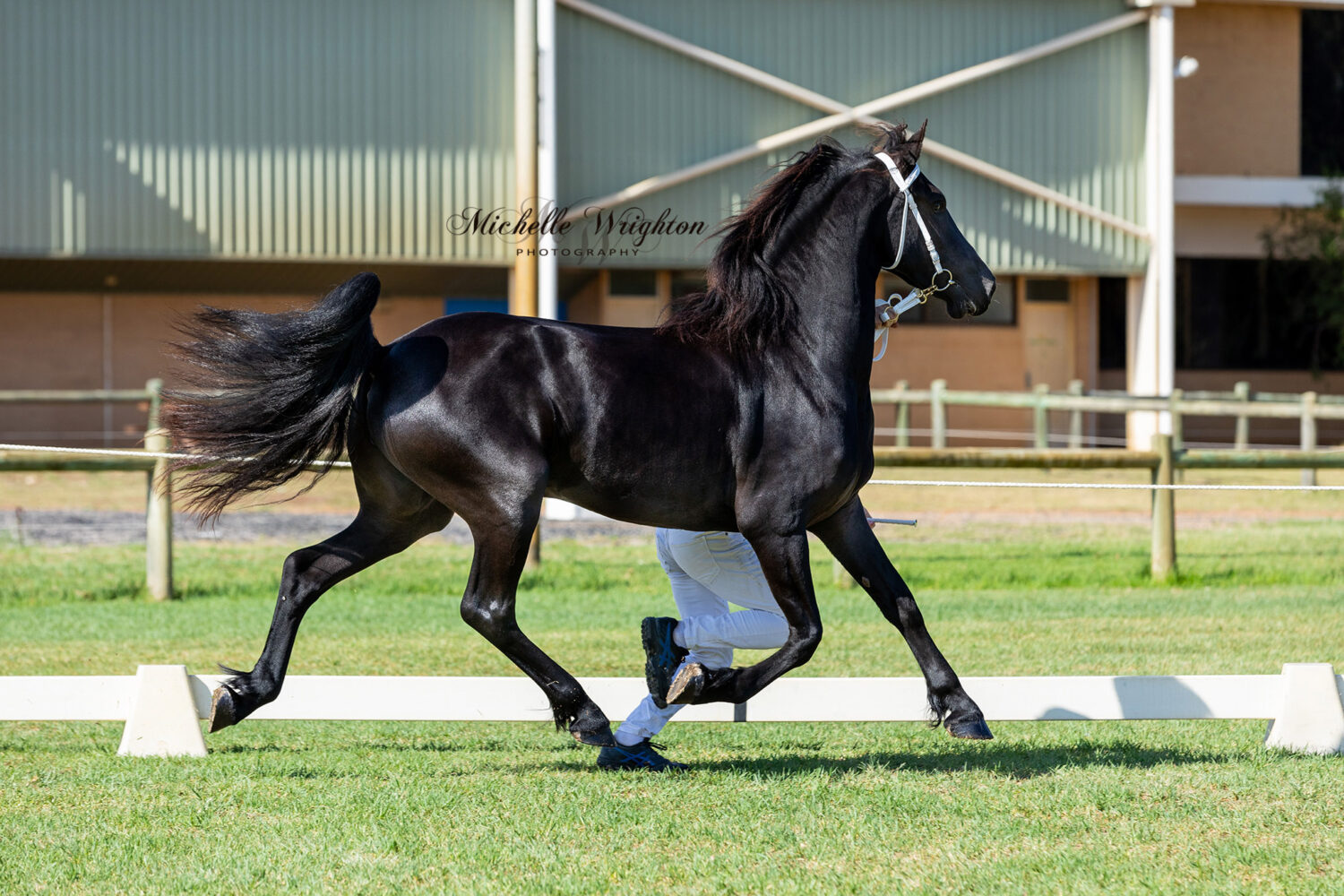 Friesian stallion at the WA Friesian Keuring