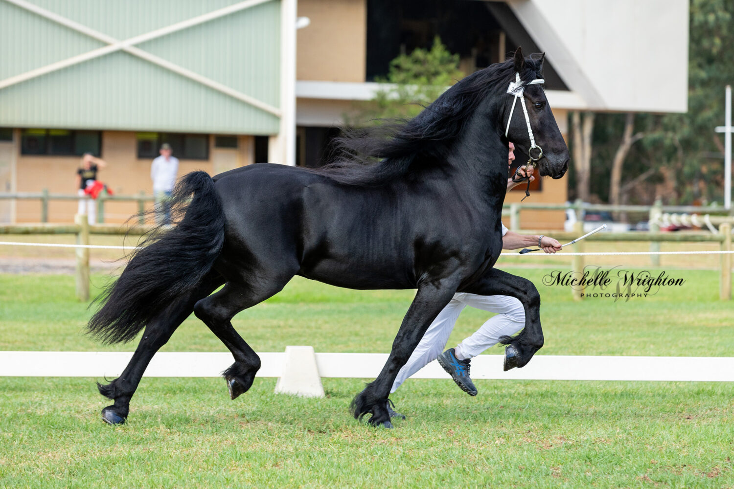 Friesian stallion Maserati Wa 2019 Friesian Horse Keuring