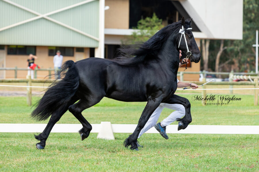 Friesian stallion Maserati Wa 2019 Friesian Horse Keuring