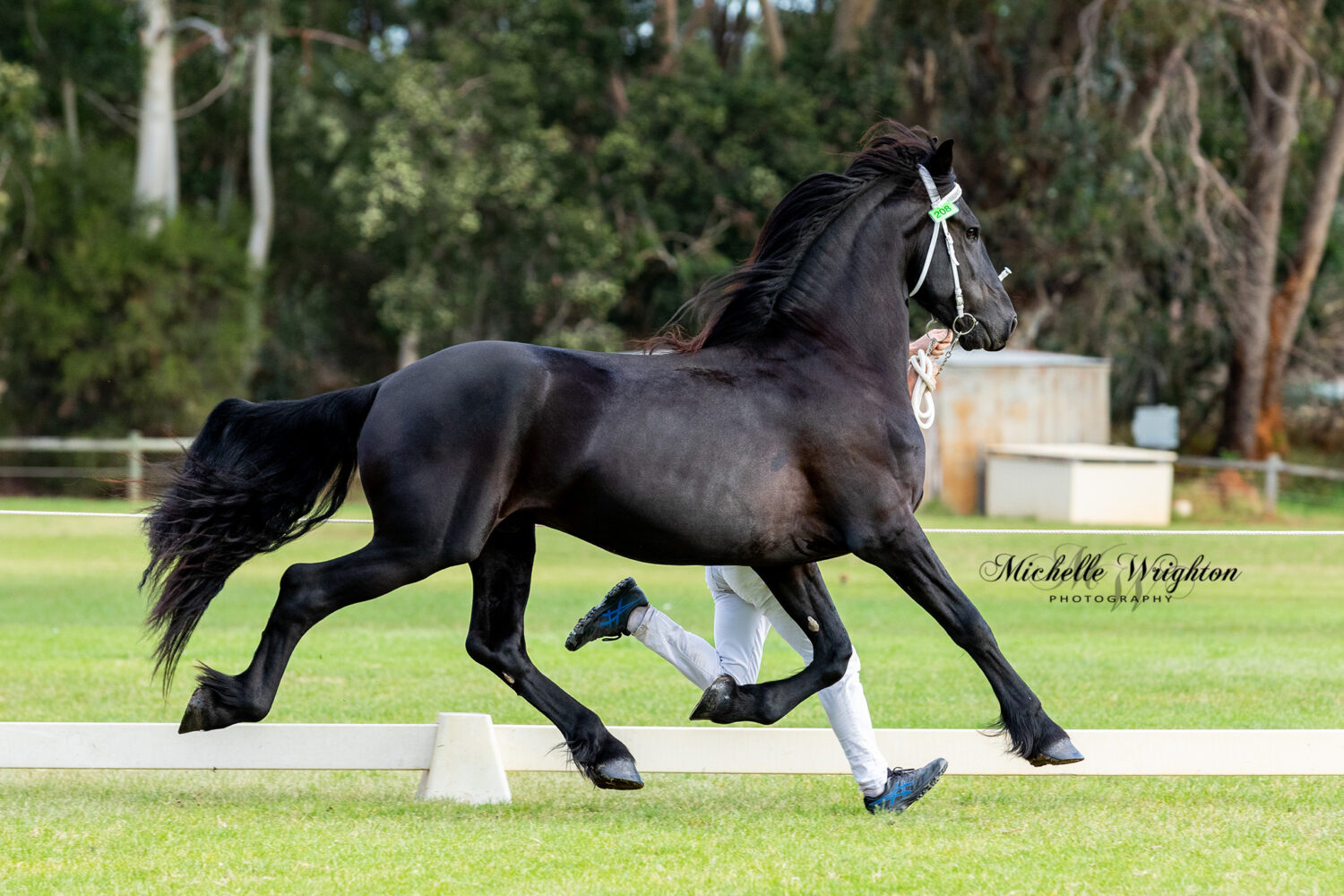 Friesian stallion Vulcan of Oakside at the WA Friesian Keuring