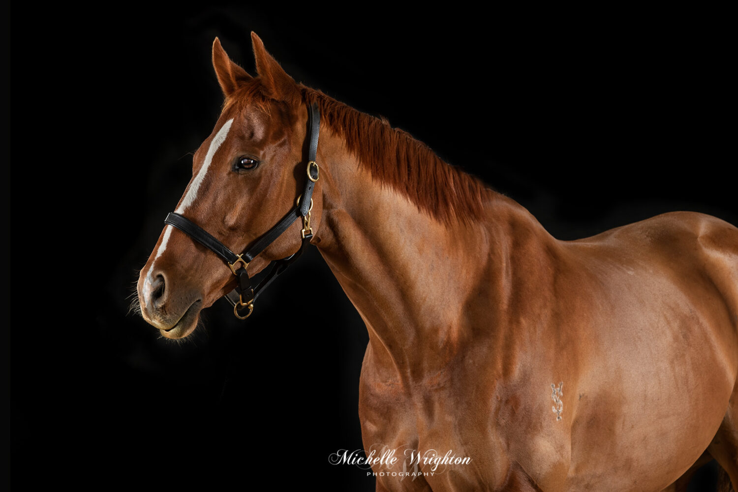 Chestnut horse black background studio lighting photography