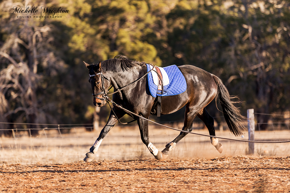 Jackson black warmblood - equestrian photography
