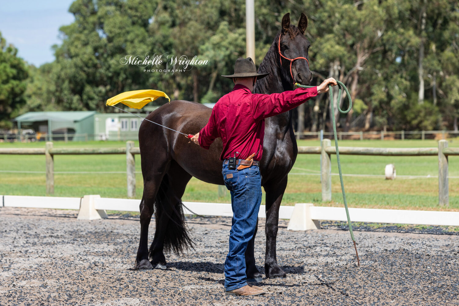 2019 Western Australia Friesian horse Keuring 3yo gelding horsemanship display